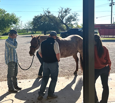 Two smiling women interact with a brown horse outdoors