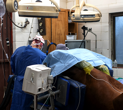 Veterinarians in blue scrubs perform surgery on a horse under bright lights