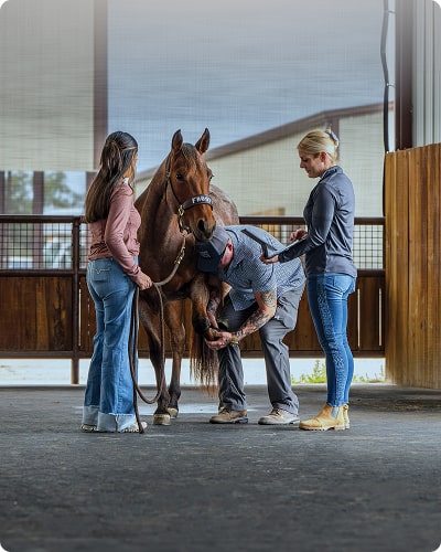 horse-img