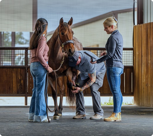 horse-img